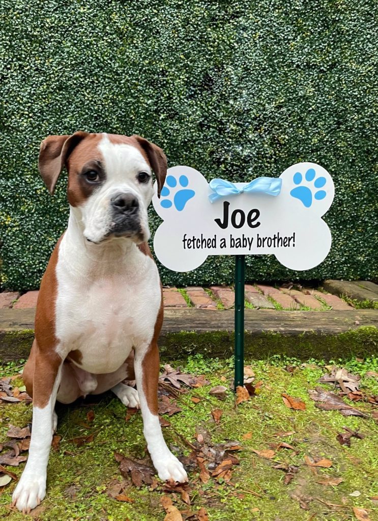 Dog Bone Sign - Stork rental in Georgia